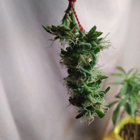 Dama (fna) growlog timeline photo