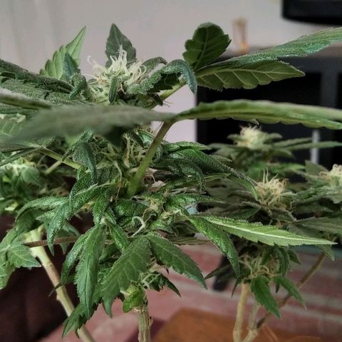 Dama (fna) growlog timeline photo