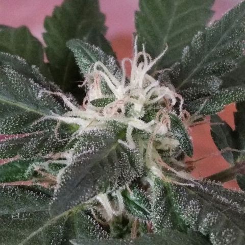 Dama (fna) growlog timeline photo