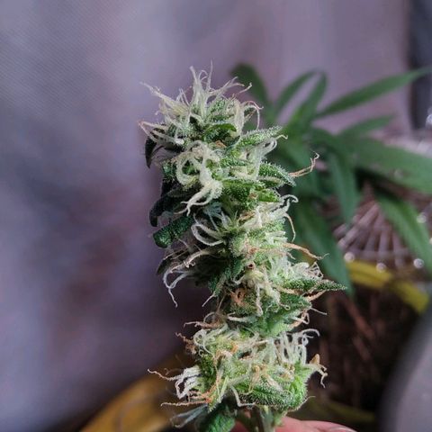 Dama (fna) growlog timeline photo