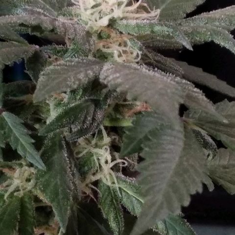 Dama (fna) growlog timeline photo