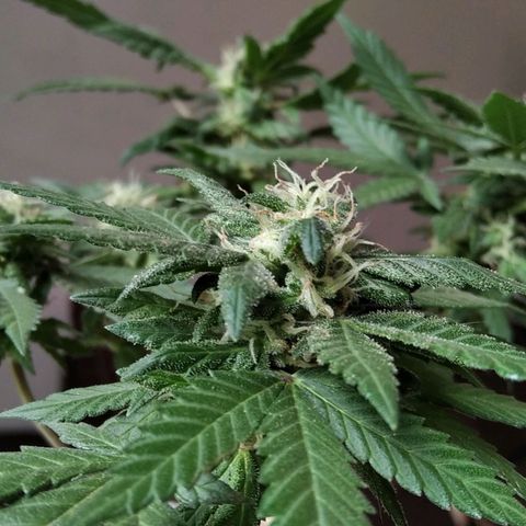 Dama (fna) growlog timeline photo