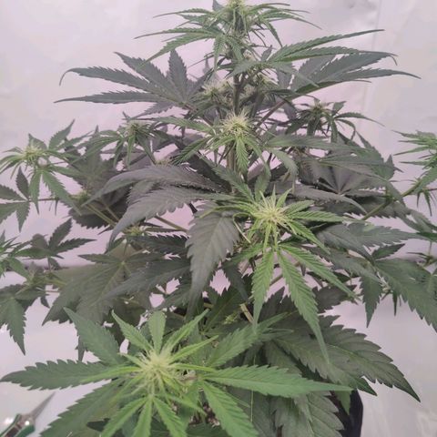 First BlueBerry growlog timeline photo