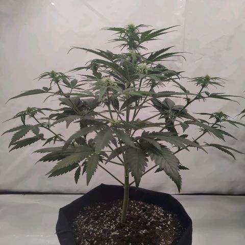 First BlueBerry growlog timeline photo