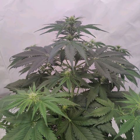 First BlueBerry growlog timeline photo