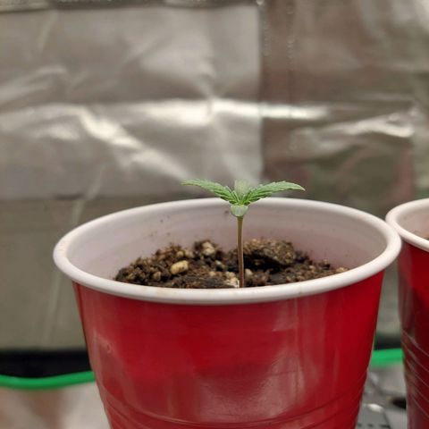 Weezy growlog timeline photo