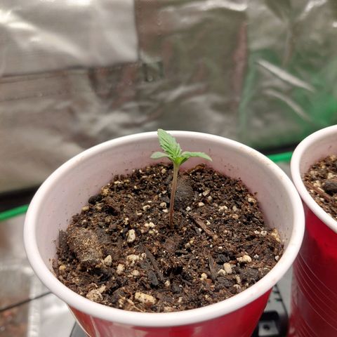 Weezy growlog timeline photo
