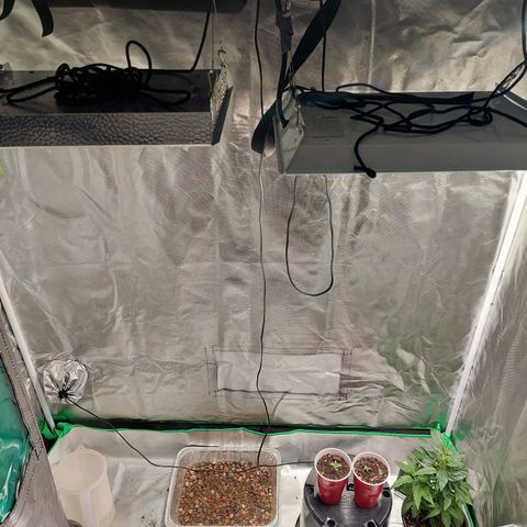 Weezy growlog timeline photo
