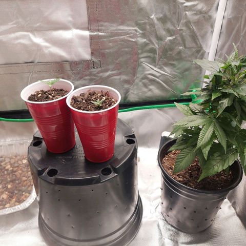 Weezy growlog timeline photo