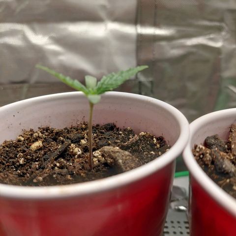 Weezy growlog timeline photo