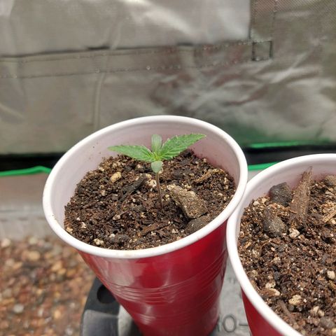 Weezy growlog timeline photo