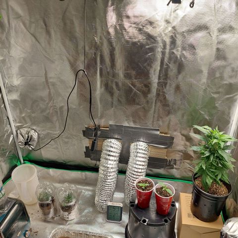 Weezy growlog timeline photo