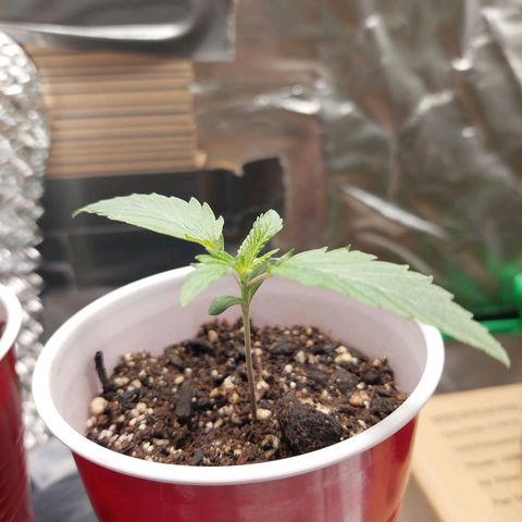 Weezy growlog timeline photo