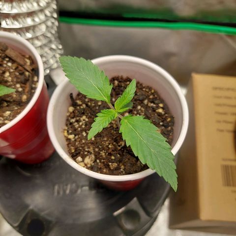 Weezy growlog timeline photo