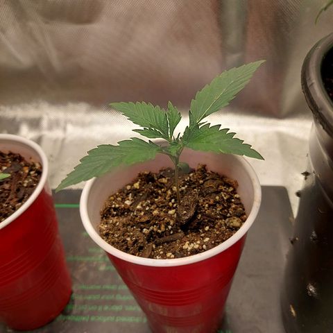 Weezy growlog timeline photo