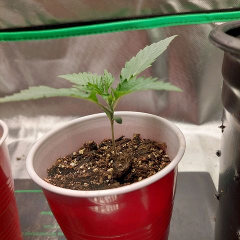 Weezy growlog timeline photo