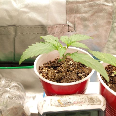 Weezy growlog timeline photo