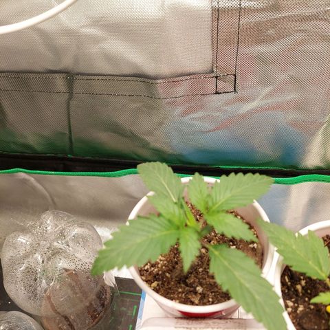 Weezy growlog timeline photo