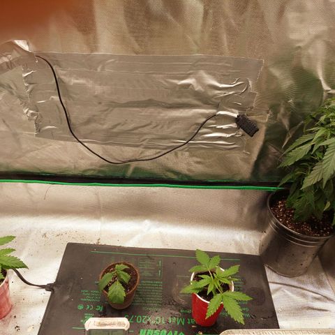 Weezy growlog timeline photo