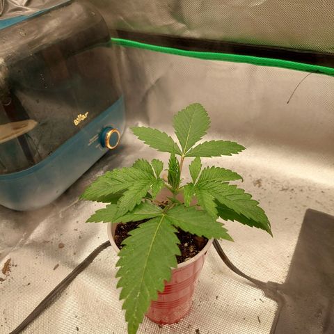 Weezy growlog timeline photo