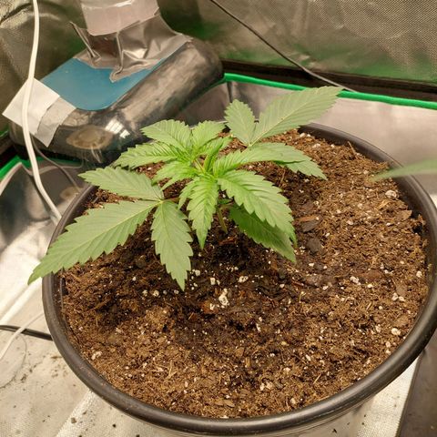 Weezy growlog timeline photo