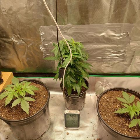 Weezy growlog timeline photo
