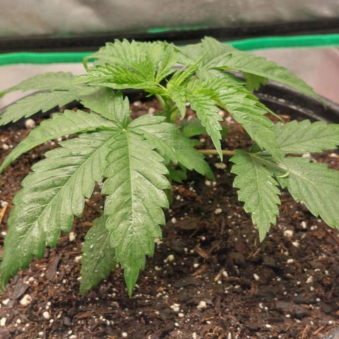 Weezy growlog timeline photo
