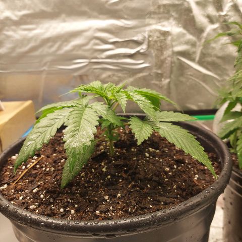 Weezy growlog timeline photo