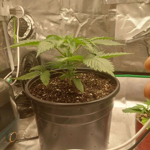 Weezy growlog timeline photo