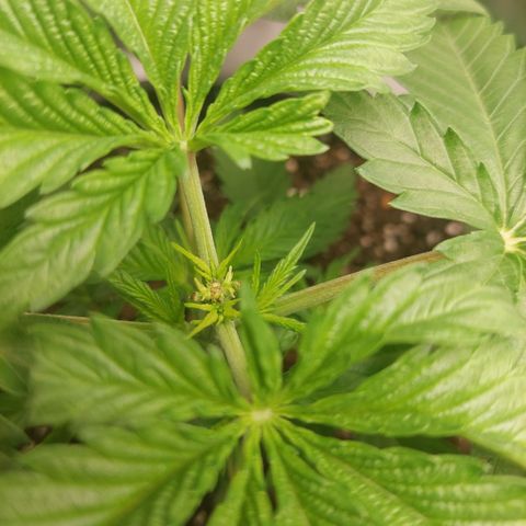 Weezy growlog timeline photo