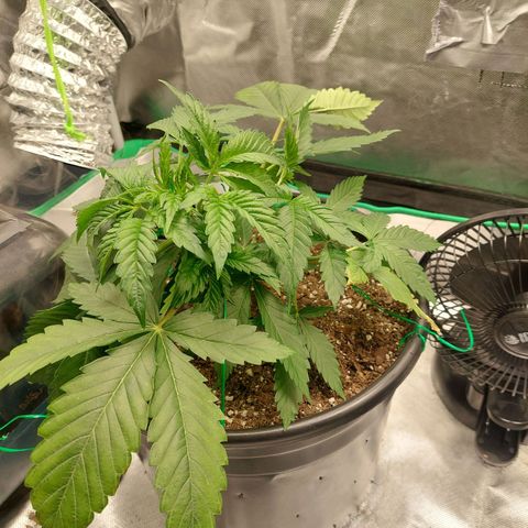Weezy growlog timeline photo