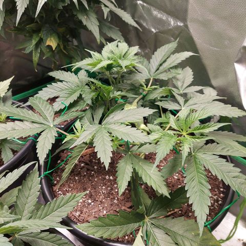 Weezy growlog timeline photo
