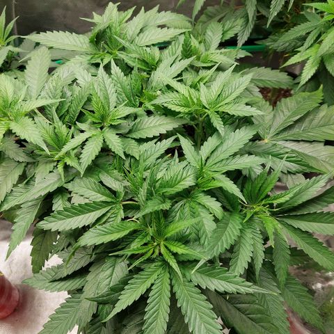 Weezy growlog timeline photo