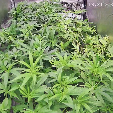 Weezy growlog timeline photo
