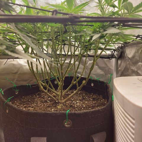 Weezy growlog timeline photo