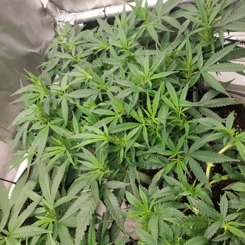 Weezy growlog timeline photo