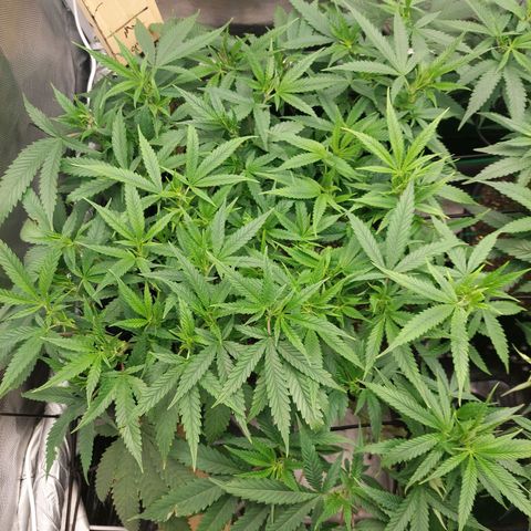 Weezy growlog timeline photo