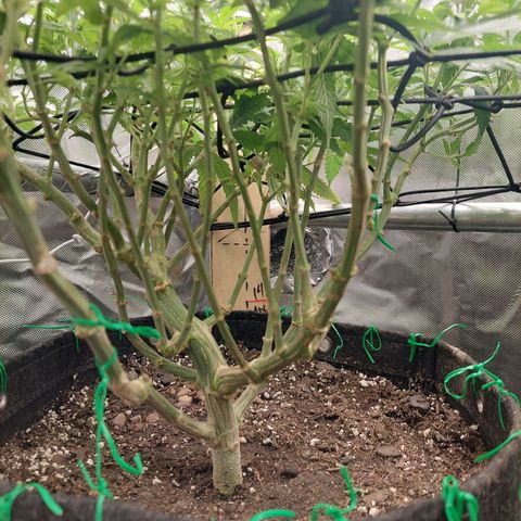 Weezy growlog timeline photo