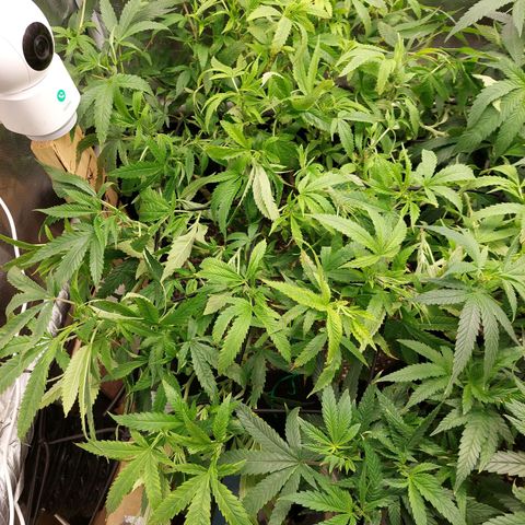 Weezy growlog timeline photo