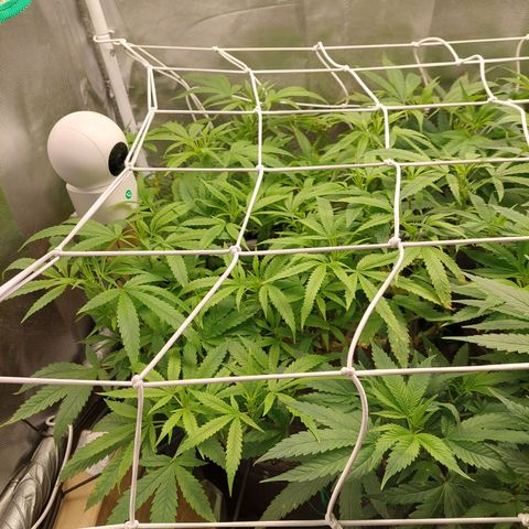 Weezy growlog timeline photo