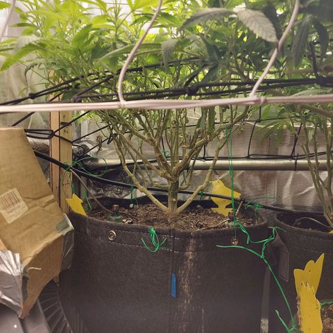 Weezy growlog timeline photo