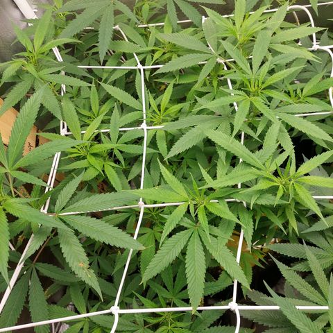 Weezy growlog timeline photo