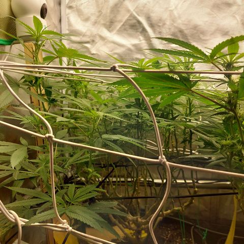Weezy growlog timeline photo