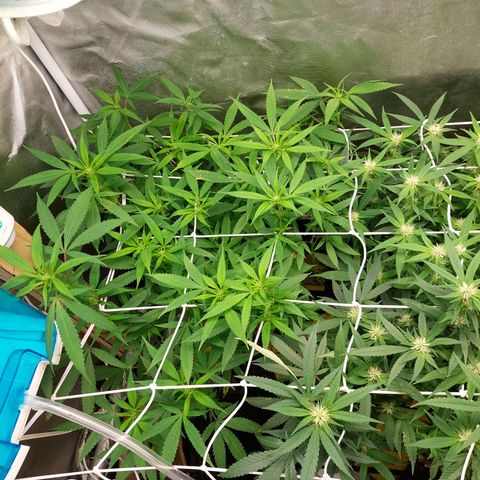 Weezy growlog timeline photo