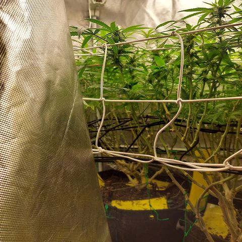 Weezy growlog timeline photo
