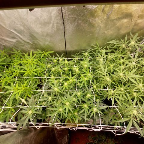 Weezy growlog timeline photo