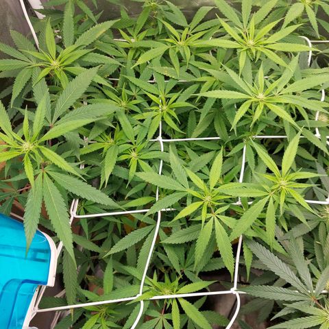 Weezy growlog timeline photo