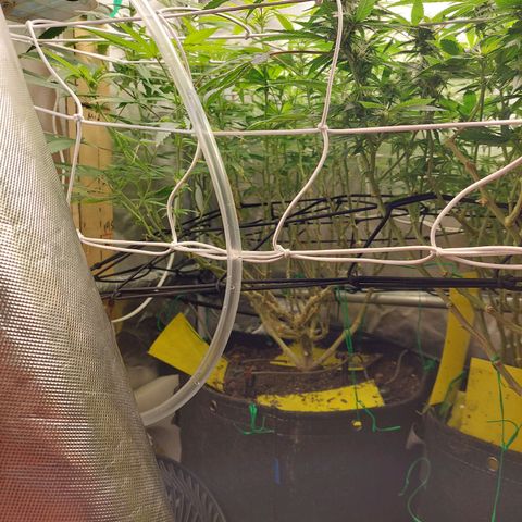 Weezy growlog timeline photo