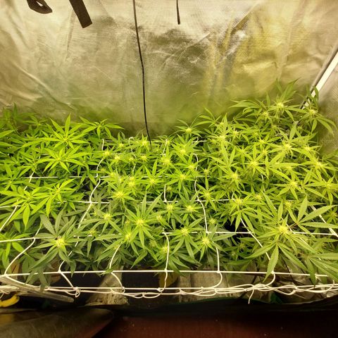Weezy growlog timeline photo