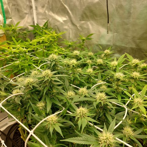 Weezy growlog timeline photo